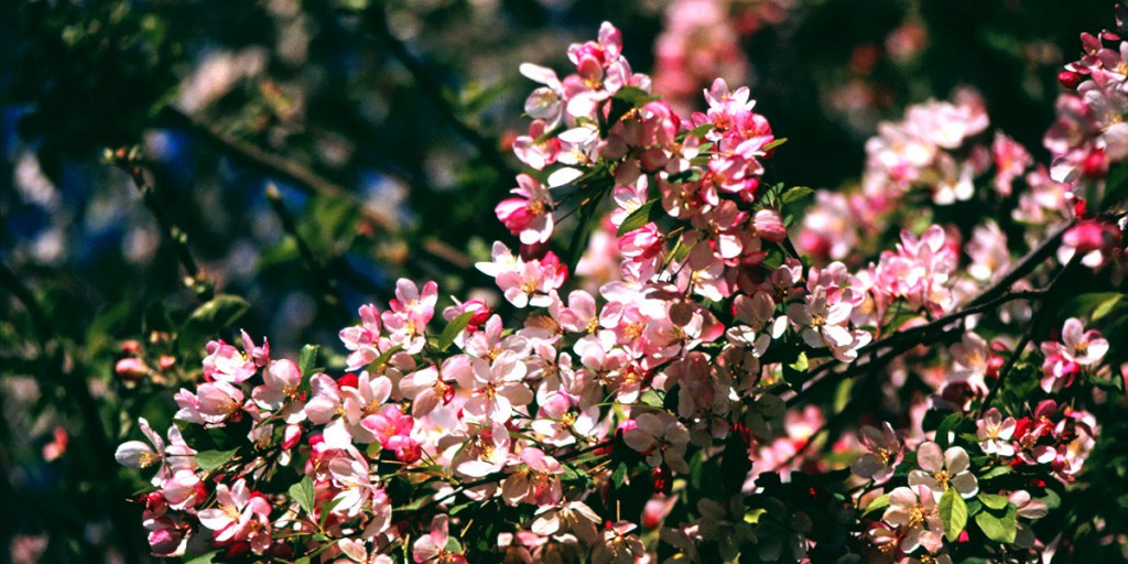 Kirschblüte auf dem Hafkamp